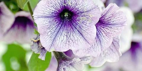 Zašto listovi petunije požute?